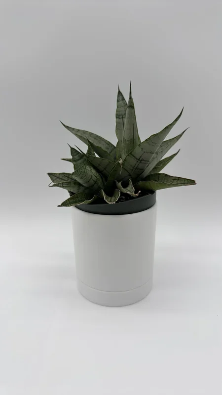 Sansevieria Pagoda Lion Heart Silver Snake Plant – Live Plant – 4 inch Pot – Indoor - Image 2
