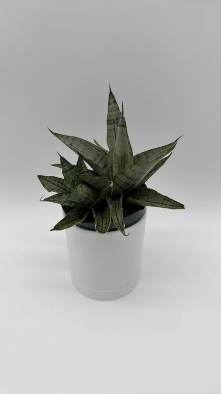 Sansevieria Pagoda Lion Heart Silver Snake Plant – Live Plant – 4 inch Pot – Indoor Sansevieria Pagoda Lion Heart Silver Snake Plant – Live Plant – 4 inch Pot – Indoor - Image 4