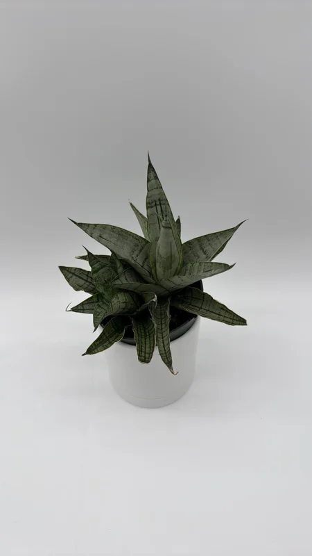 Sansevieria Pagoda Lion Heart Snake Plant – Live Houseplant – 4 inch Pot Sansevieria Pagoda Lion Heart Snake Plant – Live Houseplant – 4 inch Pot - Image 3