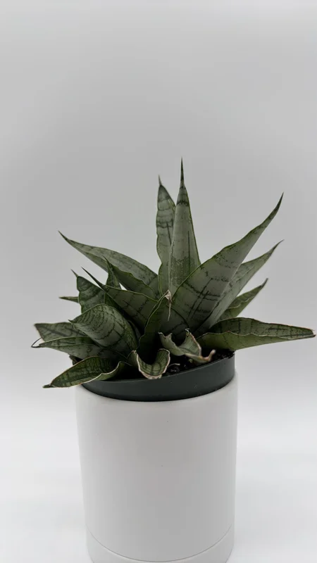 Sansevieria Pagoda Lion Heart Snake Plant – Live Houseplant – 4 inch Pot - Image 1