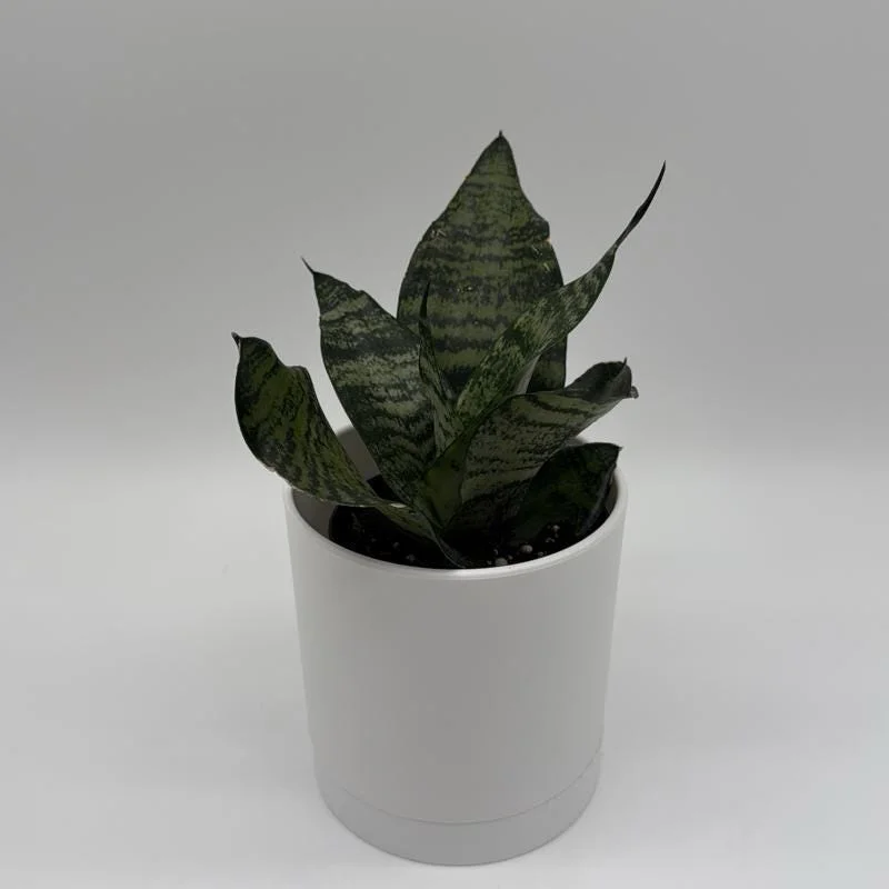 Sansevieria Robusta Snake Plant - Easy Care Indoor Houseplant - Image 2