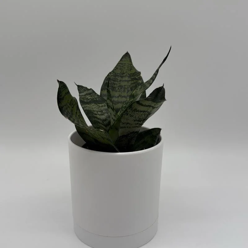 Sansevieria Robusta Snake Plant - Easy Care Indoor Houseplant Sansevieria Robusta Snake Plant - Easy Care Indoor Houseplant - Image 3