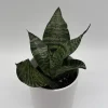 Sansevieria Robusta Snake Plant - Easy Care Indoor Houseplant Sansevieria Robusta Snake Plant - Easy Care Indoor Houseplant - Image 1
