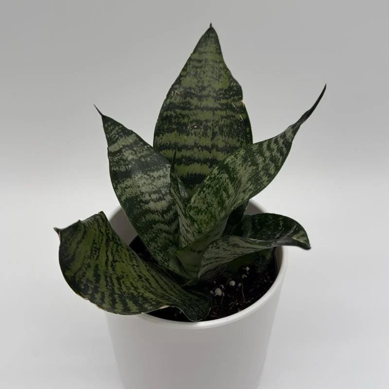 Sansevieria Robusta Snake Plant - Easy Care Indoor Houseplant - Image 1