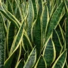 Sansevieria Snake Plant - Mother-in-Law's Tongue - Live Indoor Plant - Air Purifying Sansevieria Snake Plant - Mother-in-Law's Tongue - Live Indoor Plant - Air Purifying - Image 1
