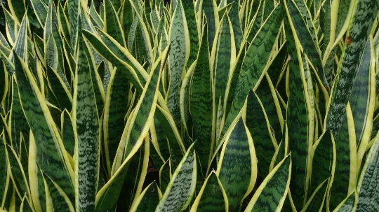 Sansevieria Snake Plant - Mother-in-Law's Tongue - Live Indoor Plant - Air Purifying - Image 1