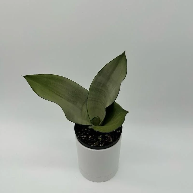 Sansevieria Snake Plant Mystery Bundle – 3 Live Indoor Houseplants – Low Light, Easy Care Sansevieria Snake Plant Mystery Bundle – 3 Live Indoor Houseplants – Low Light, Easy Care - Image 3