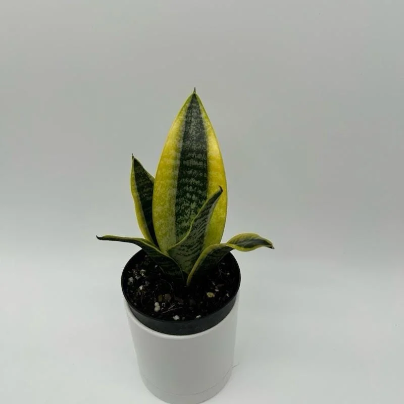 Sansevieria Snake Plant Mystery Bundle – 3 Live Indoor Houseplants – Low Light, Easy Care Sansevieria Snake Plant Mystery Bundle – 3 Live Indoor Houseplants – Low Light, Easy Care - Image 4