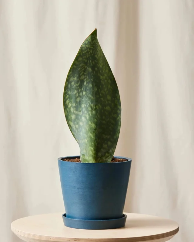 Sansevieria Whale Fin Snake Plant Live Houseplant in 4 inch Pot - Indoor - Image 2