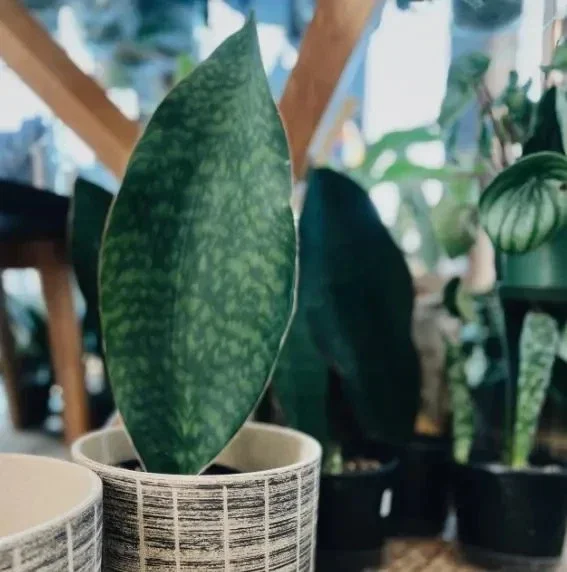 Sansevieria Whale Fin Snake Plant Live Houseplant in 4 inch Pot - Indoor Sansevieria Whale Fin Snake Plant Live Houseplant in 4 inch Pot - Indoor - Image 3