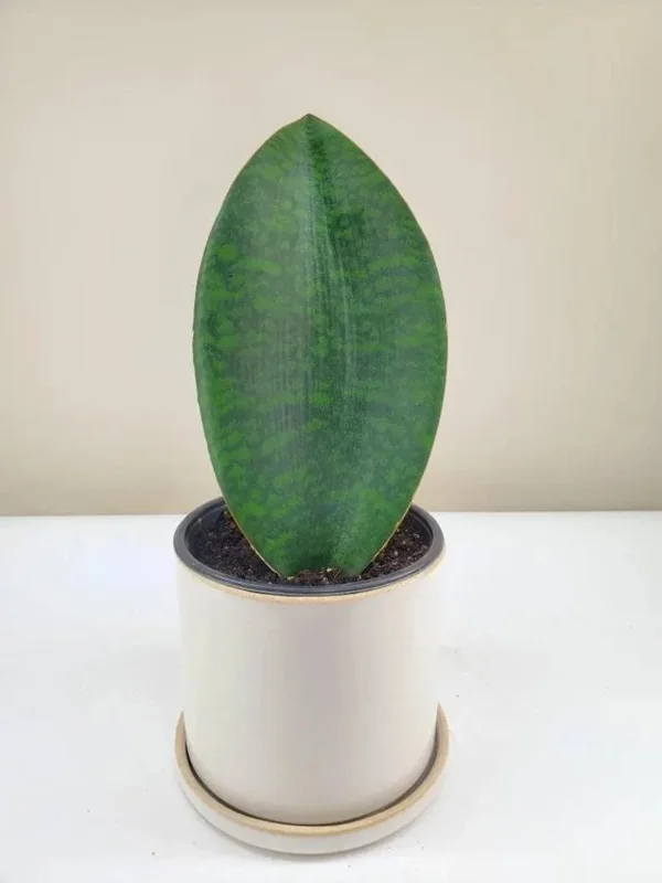 Sansevieria Whale Fin Snake Plant Live Houseplant in 4 inch Pot - Indoor Sansevieria Whale Fin Snake Plant Live Houseplant in 4 inch Pot - Indoor - Image 4