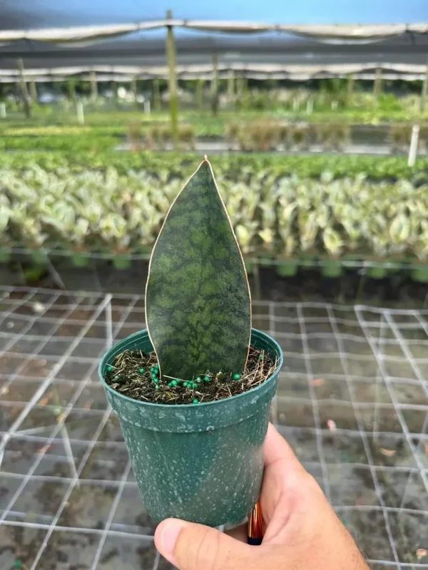 Sansevieria Whale Fin Snake Plant Live Houseplant in 4 inch Pot - Indoor - Image 1