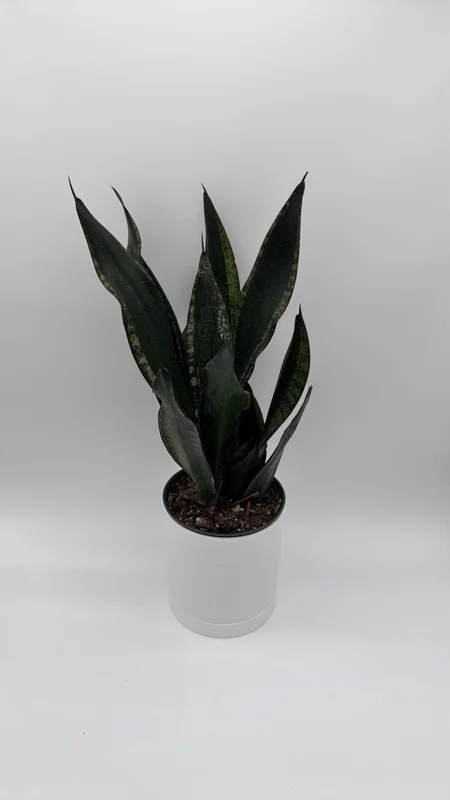Sansevieria Whitney Snake Plant – Live Plant – 6" Pot – Easy Care Indoor Houseplant - Image 2