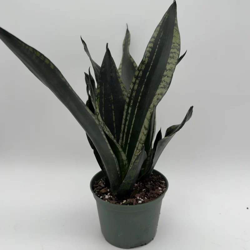 Sansevieria Whitney Snake Plant – Live Plant – 6" Pot – Easy Care Indoor Houseplant Sansevieria Whitney Snake Plant – Live Plant – 6" Pot – Easy Care Indoor Houseplant - Image 3
