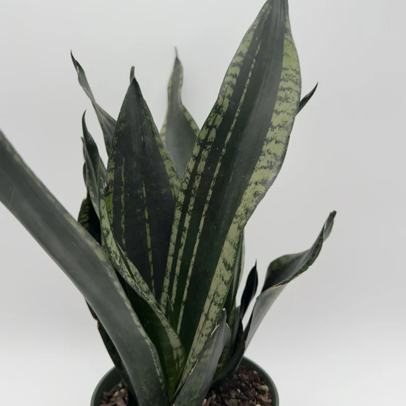 Sansevieria Whitney Snake Plant – Live Plant – 6" Pot – Easy Care Indoor Houseplant Sansevieria Whitney Snake Plant – Live Plant – 6" Pot – Easy Care Indoor Houseplant - Image 4