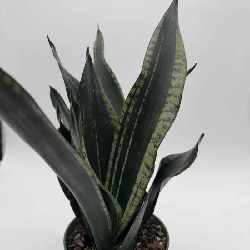 Sansevieria Whitney Snake Plant – Live Plant – 6" Pot – Easy Care Indoor Houseplant Sansevieria Whitney Snake Plant – Live Plant – 6" Pot – Easy Care Indoor Houseplant - Image 5