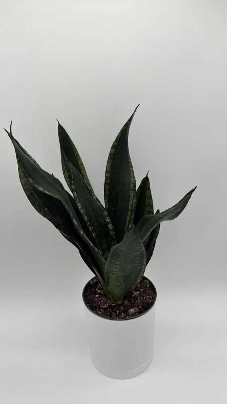 Sansevieria Whitney Snake Plant – Live Plant – 6" Pot – Easy Care Indoor Houseplant Sansevieria Whitney Snake Plant – Live Plant – 6" Pot – Easy Care Indoor Houseplant - Image 6