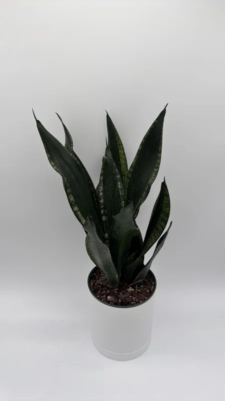 Sansevieria Whitney Snake Plant – Live Plant – 6" Pot – Easy Care Indoor Houseplant Sansevieria Whitney Snake Plant – Live Plant – 6" Pot – Easy Care Indoor Houseplant - Image 7