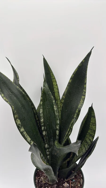 Sansevieria Whitney Snake Plant – Live Plant – 6" Pot – Easy Care Indoor Houseplant Sansevieria Whitney Snake Plant – Live Plant – 6" Pot – Easy Care Indoor Houseplant - Image 8