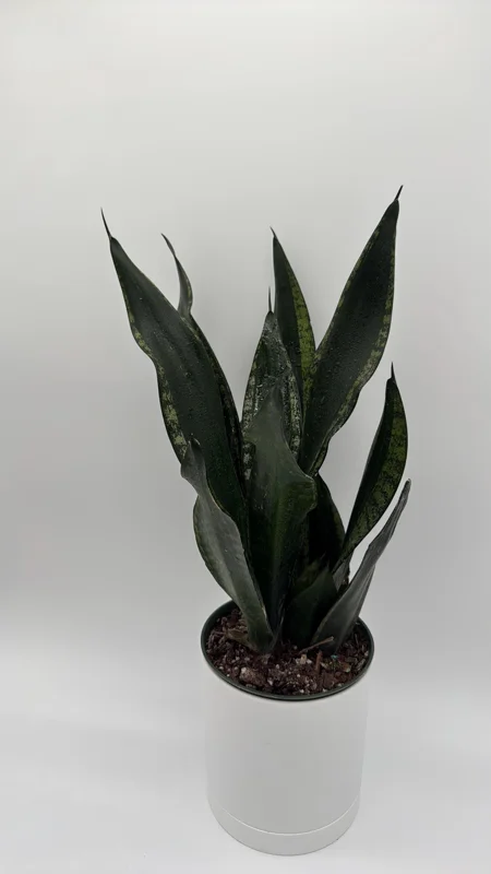Sansevieria Whitney Snake Plant – Live Plant – 6" Pot – Easy Care Indoor Houseplant Sansevieria Whitney Snake Plant – Live Plant – 6" Pot – Easy Care Indoor Houseplant - Image 9