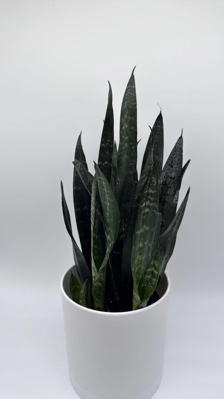 Sansevieria Zeylanica Snake Plant - 6" Pot Indoor Live Plant - Image 2