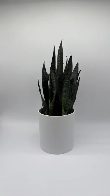 Sansevieria Zeylanica Snake Plant - 6" Pot Indoor Live Plant - Image 1