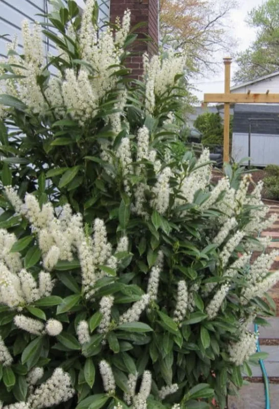 Schip Laurel Live Plant – 6-10 inch Tall in 2.5 inch Pot – Evergreen Shrub Schip Laurel Live Plant – 6-10 inch Tall in 2.5 inch Pot – Evergreen Shrub - Image 2