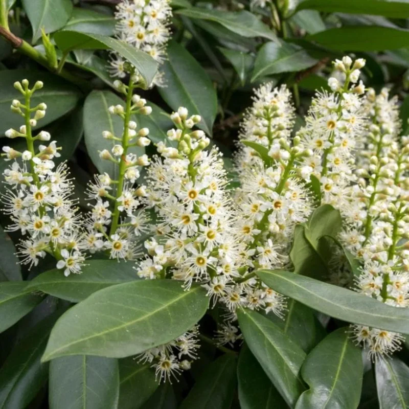 Schip Laurel Live Plant – 6-10 inch Tall in 2.5 inch Pot – Evergreen Shrub Schip Laurel Live Plant – 6-10 inch Tall in 2.5 inch Pot – Evergreen Shrub - Image 3