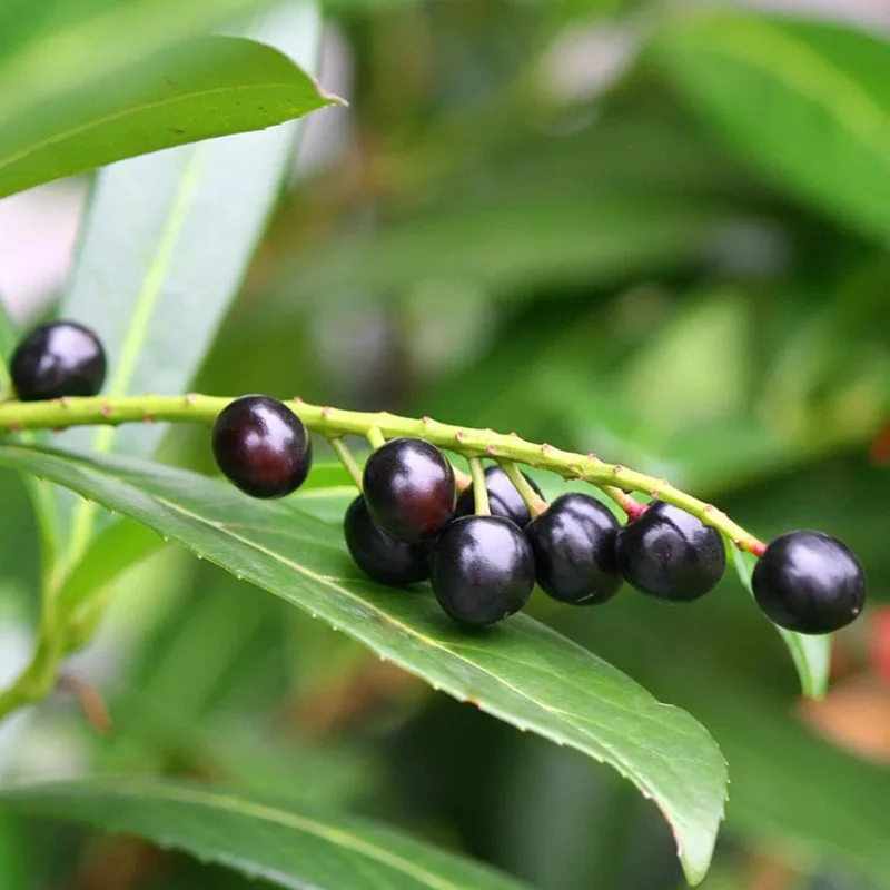 Schip Laurel Live Plant – 6-10 inch Tall in 2.5 inch Pot – Evergreen Shrub Schip Laurel Live Plant – 6-10 inch Tall in 2.5 inch Pot – Evergreen Shrub - Image 4