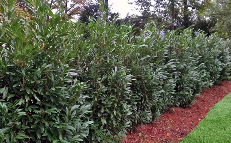 Schip Laurel Live Plant – 6-10 inch Tall in 2.5 inch Pot – Evergreen Shrub Schip Laurel Live Plant – 6-10 inch Tall in 2.5 inch Pot – Evergreen Shrub - Image 6
