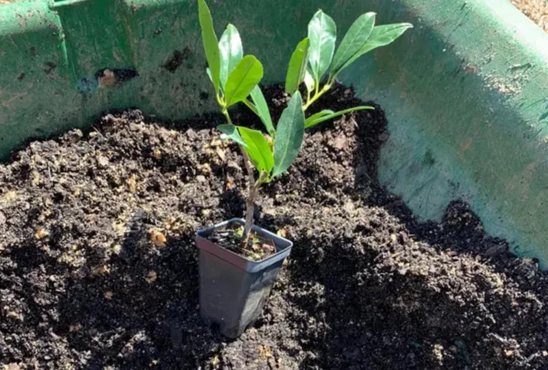 Schip Laurel Live Plant – 6-10 inch Tall in 2.5 inch Pot – Evergreen Shrub Schip Laurel Live Plant – 6-10 inch Tall in 2.5 inch Pot – Evergreen Shrub - Image 7