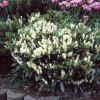 Schip Laurel Live Plant – 6-10 inch Tall in 2.5 inch Pot – Evergreen Shrub - Image 1