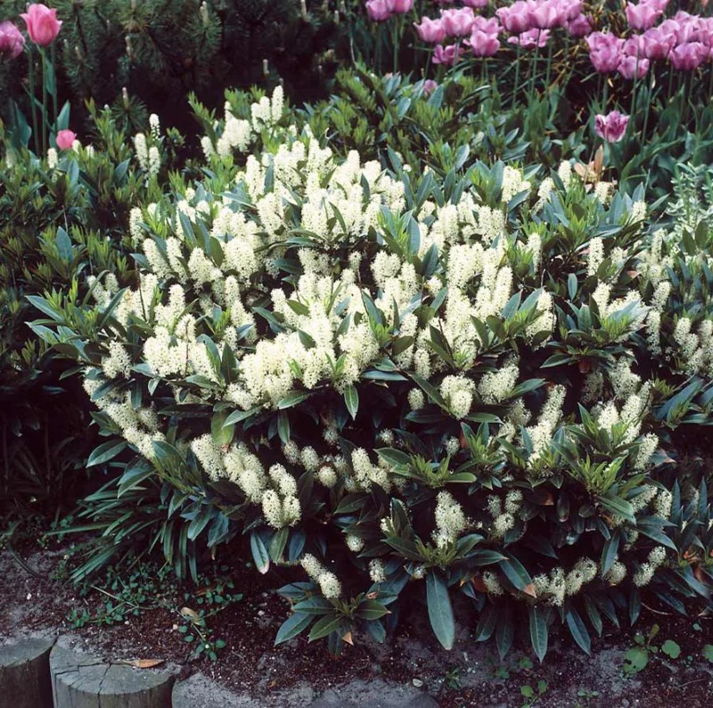 Schip Laurel Live Plant – 6-10 inch Tall in 2.5 inch Pot – Evergreen Shrub Schip Laurel Live Plant – 6-10 inch Tall in 2.5 inch Pot – Evergreen Shrub - Image 1
