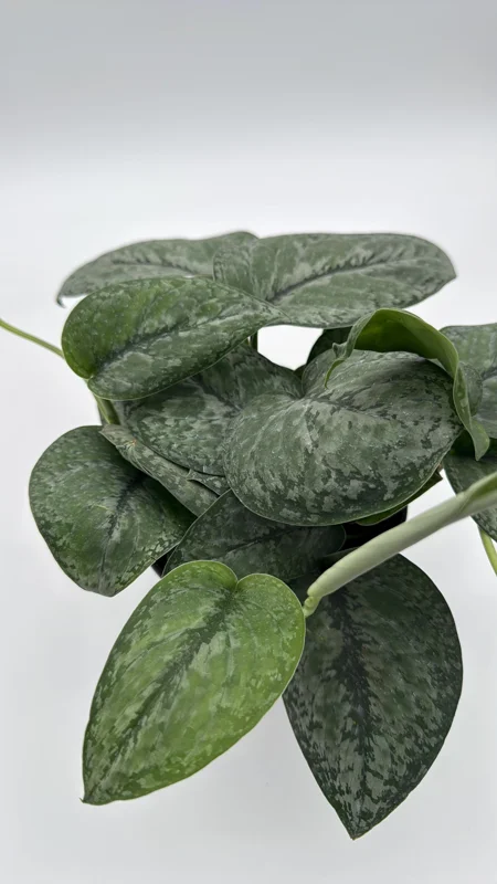 Scindapsus Pictus 'Mount Salak' Pothos Live Plant - Silver Variegated - 6 inch Pot - Indoor - Image 2