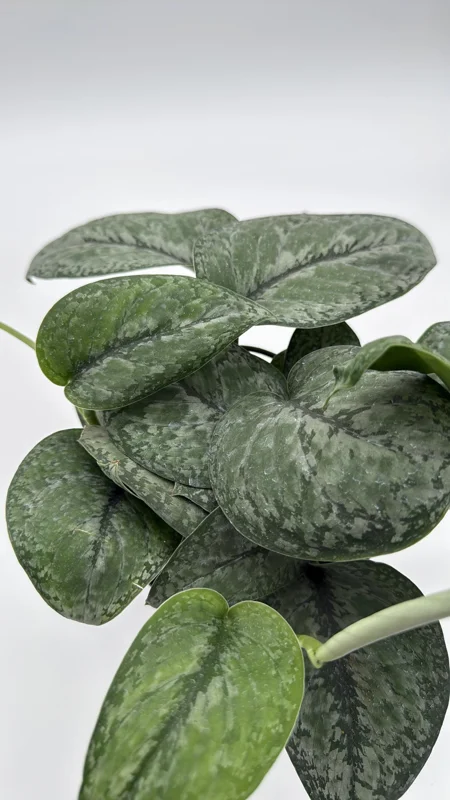 Scindapsus Pictus 'Mount Salak' Pothos Live Plant - Silver Variegated - 6 inch Pot - Indoor Scindapsus Pictus 'Mount Salak' Pothos Live Plant - Silver Variegated - 6 inch Pot - Indoor - Image 3