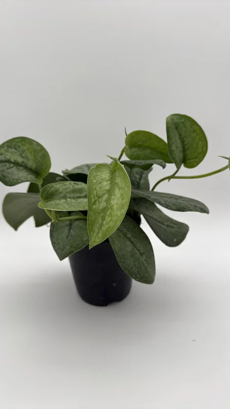 Scindapsus Pictus 'Mount Salak' Pothos Live Plant - Silver Variegated - 6 inch Pot - Indoor Scindapsus Pictus 'Mount Salak' Pothos Live Plant - Silver Variegated - 6 inch Pot - Indoor - Image 4