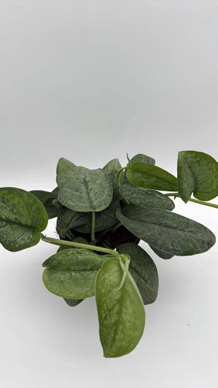 Scindapsus Pictus 'Mount Salak' Pothos Live Plant - Silver Variegated - 6 inch Pot - Indoor Scindapsus Pictus 'Mount Salak' Pothos Live Plant - Silver Variegated - 6 inch Pot - Indoor - Image 5
