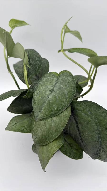 Scindapsus Pictus 'Mount Salak' Pothos Live Plant - Silver Variegated - 6 inch Pot - Indoor Scindapsus Pictus 'Mount Salak' Pothos Live Plant - Silver Variegated - 6 inch Pot - Indoor - Image 6