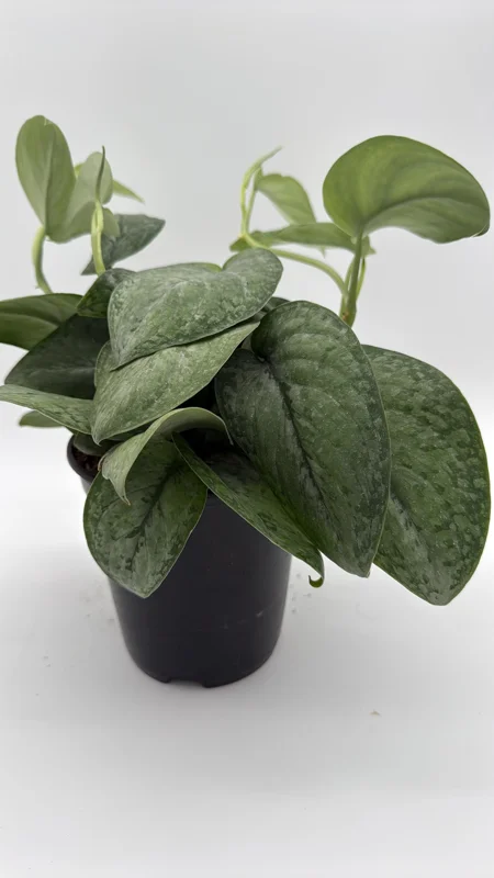 Scindapsus Pictus 'Mount Salak' Pothos Live Plant - Silver Variegated - 6 inch Pot - Indoor Scindapsus Pictus 'Mount Salak' Pothos Live Plant - Silver Variegated - 6 inch Pot - Indoor - Image 7