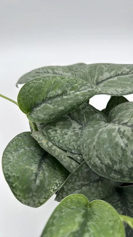 Scindapsus Pictus 'Mount Salak' Pothos Live Plant - Silver Variegated - 6 inch Pot - Indoor - Image 1