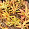 Sedum Adolphi Firestorm Succulent - 2 Live 2" Potted Plants - Yellow Red Rosettes - Image 1