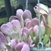 Senecio Jacobsenii Trailing Succulent Live Plant - Green Purple Jade 4-6" Rooted Senecio Jacobsenii Trailing Succulent Live Plant - Green Purple Jade 4-6" Rooted - Image 1