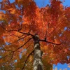 Set 5 Black Gum Tree Bare Roots for Planting - Sweet Gum Native, 5-10 Inches Tall - Image 1