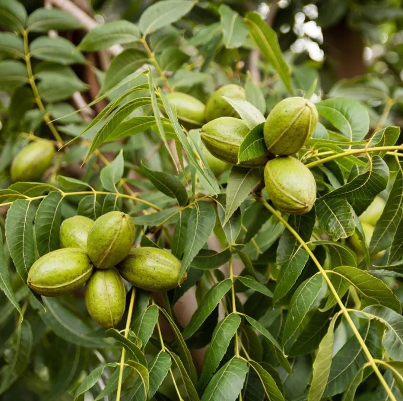 Set 5 Pecan Bareroots for Planting - Live Hardy Nut Trees, 10-15 Inch Tall Set 5 Pecan Bareroots for Planting - Live Hardy Nut Trees, 10-15 Inch Tall - Image 10