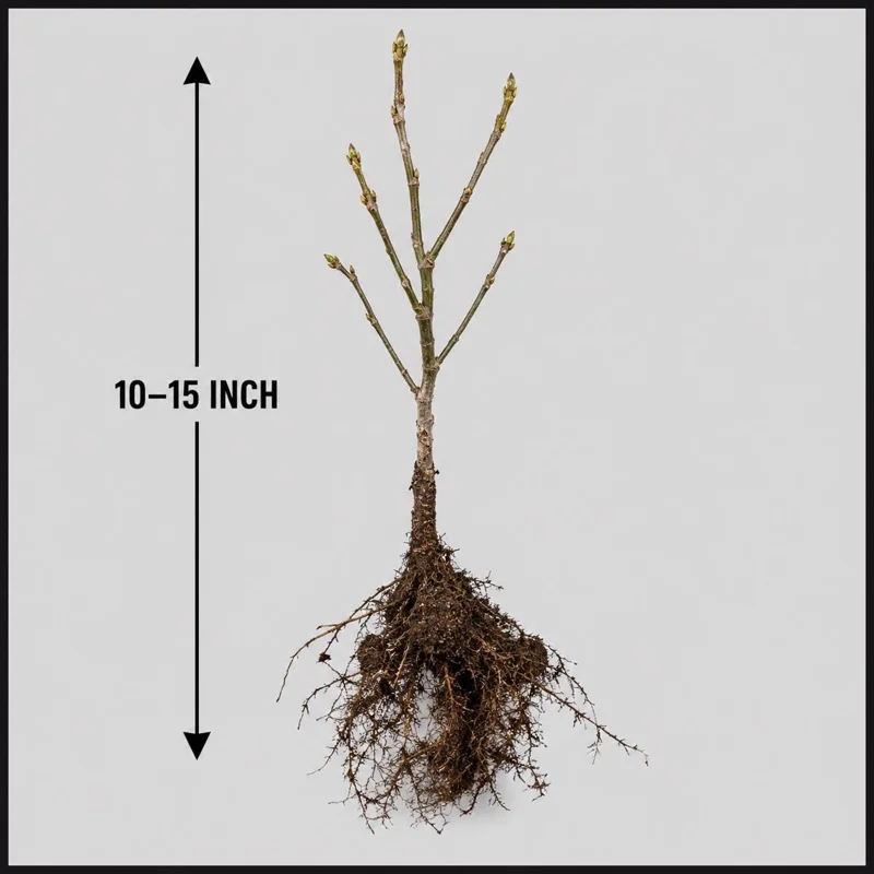 Set 5 Pecan Bareroots for Planting - Live Hardy Nut Trees, 10-15 Inch Tall Set 5 Pecan Bareroots for Planting - Live Hardy Nut Trees, 10-15 Inch Tall - Image 2
