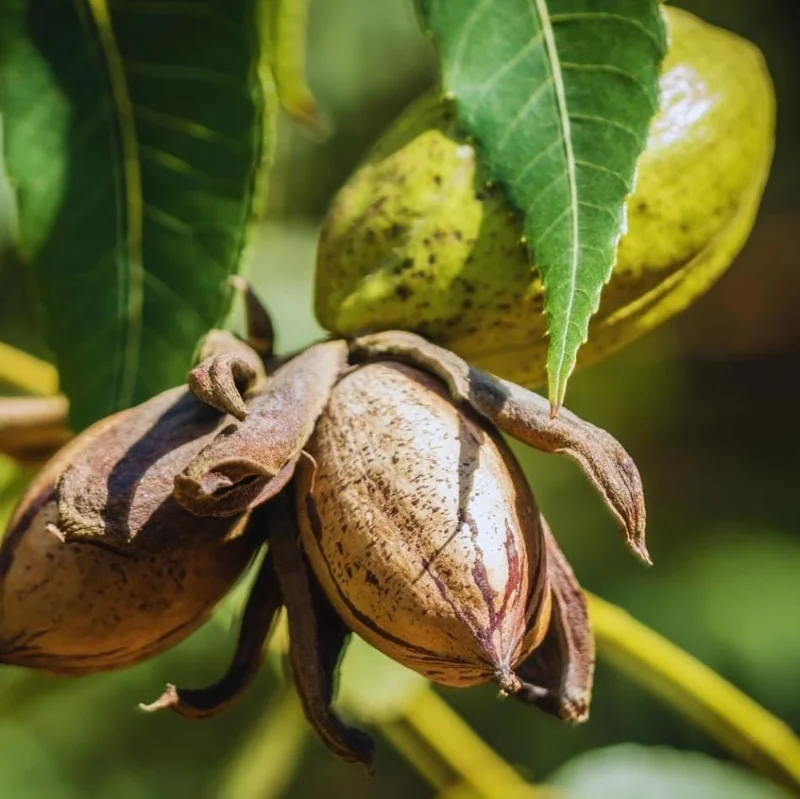 Set 5 Pecan Bareroots for Planting - Live Hardy Nut Trees, 10-15 Inch Tall Set 5 Pecan Bareroots for Planting - Live Hardy Nut Trees, 10-15 Inch Tall - Image 3