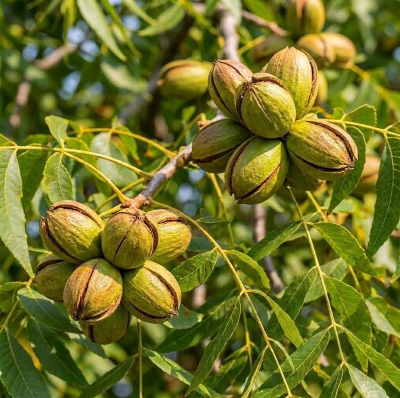 Set 5 Pecan Bareroots for Planting - Live Hardy Nut Trees, 10-15 Inch Tall Set 5 Pecan Bareroots for Planting - Live Hardy Nut Trees, 10-15 Inch Tall - Image 4