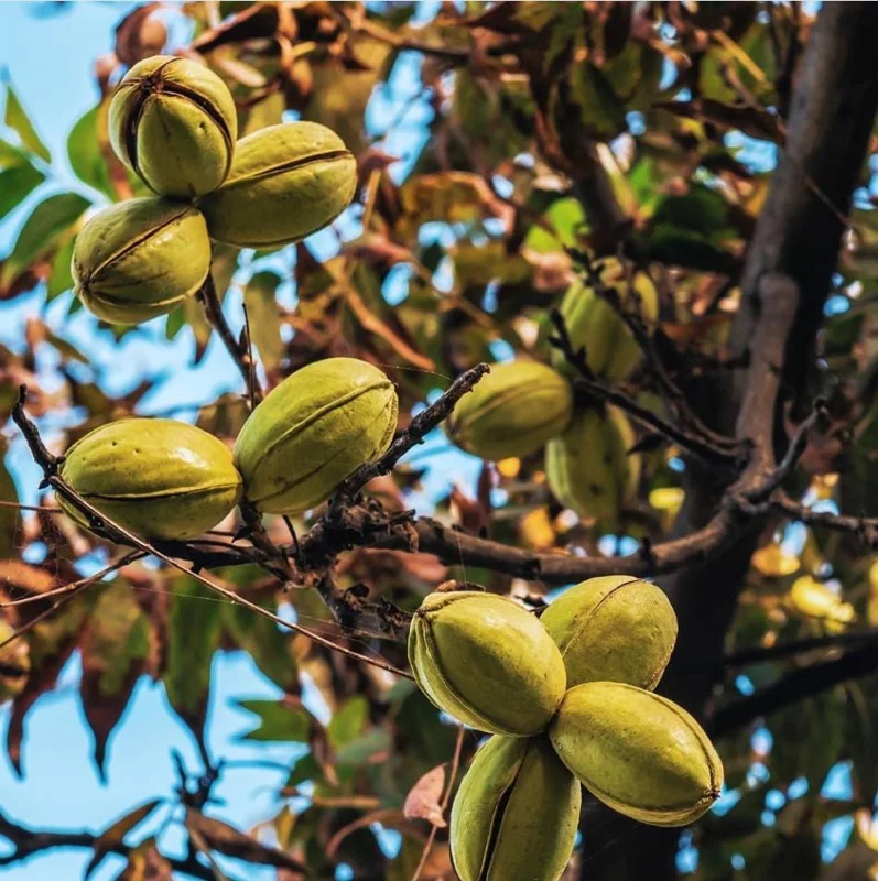 Set 5 Pecan Bareroots for Planting - Live Hardy Nut Trees, 10-15 Inch Tall Set 5 Pecan Bareroots for Planting - Live Hardy Nut Trees, 10-15 Inch Tall - Image 6
