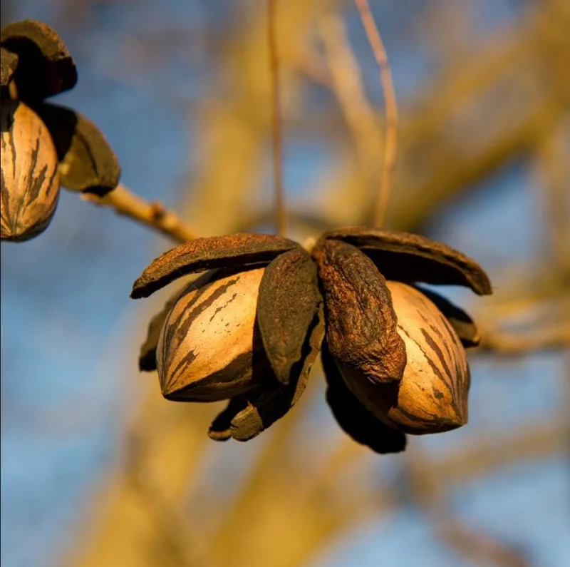 Set 5 Pecan Bareroots for Planting - Live Hardy Nut Trees, 10-15 Inch Tall Set 5 Pecan Bareroots for Planting - Live Hardy Nut Trees, 10-15 Inch Tall - Image 7