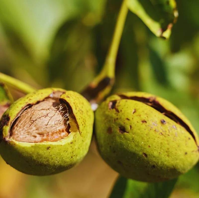 Set 5 Pecan Bareroots for Planting - Live Hardy Nut Trees, 10-15 Inch Tall Set 5 Pecan Bareroots for Planting - Live Hardy Nut Trees, 10-15 Inch Tall - Image 8